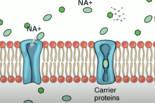 Facilitated Diffusion