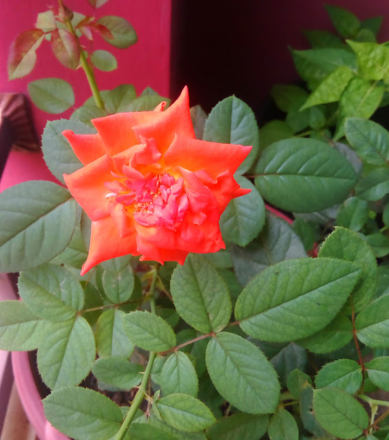 Bunga Rose Oranye Cantik