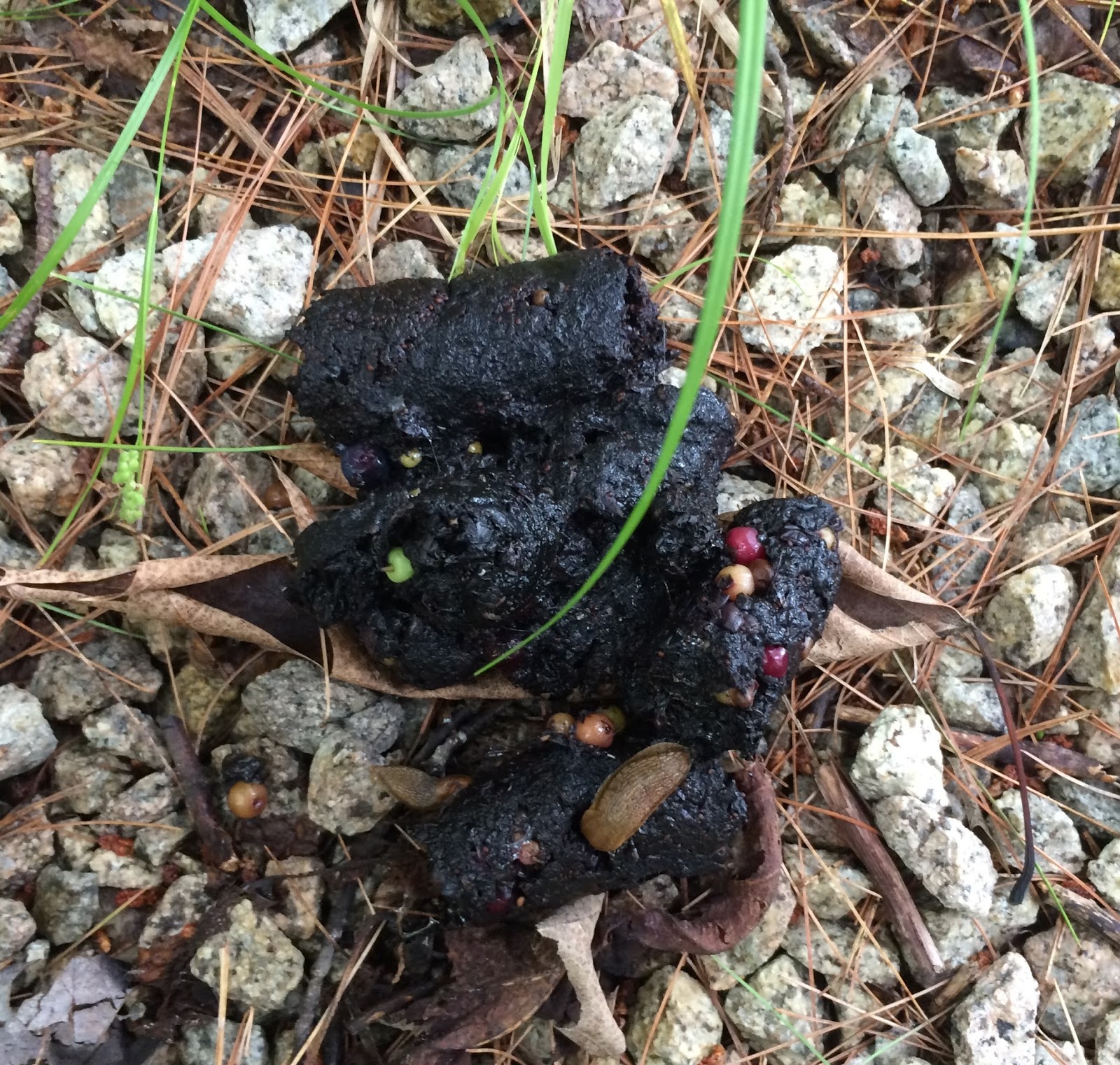 Spicebush Log July 2015