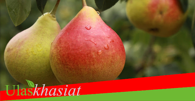 Manfaat Buah Pir Untuk Ibu hamil Manfaat Buah Pir Untuk Ibu hamil