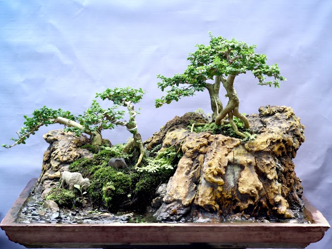 Cara Membuat Tanaman Bonsai Dengan Mudah