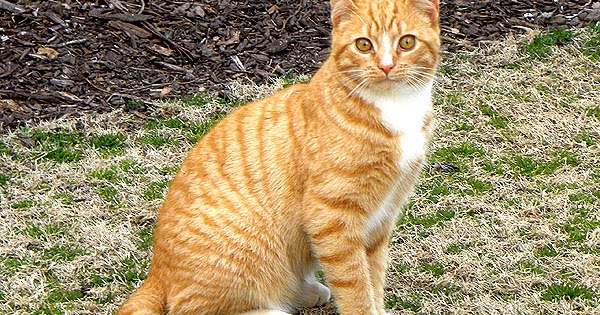 Tips dan Cara Agar Kucing Mengenali Namanya - Kucing Sobo
