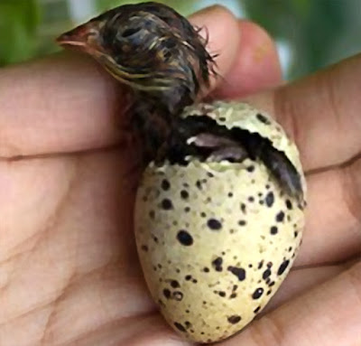 How To Take Care Of Baby Quail Doq Aged 0 6 Days Backyard