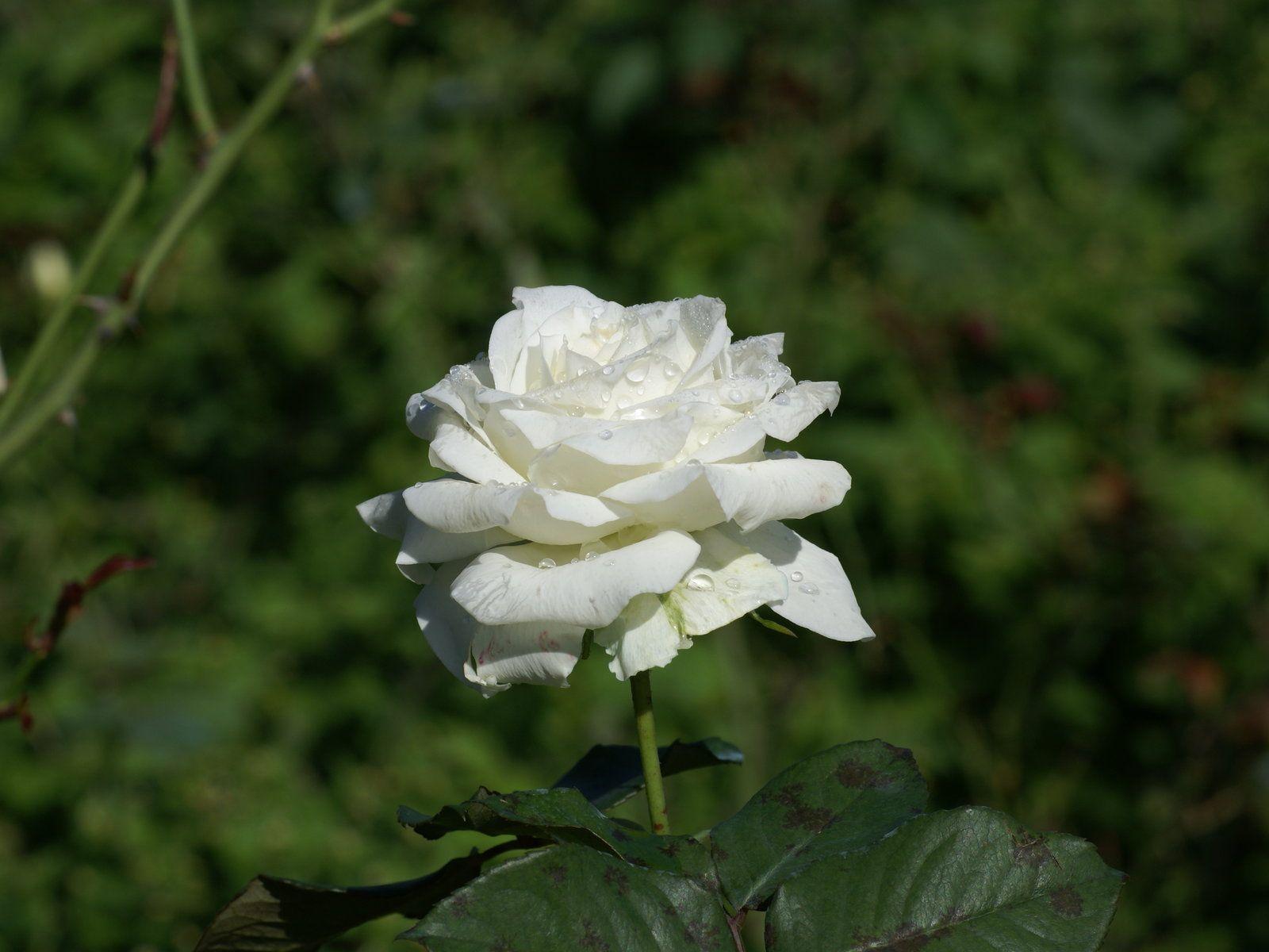 Download White Rose Images Download Rose Dp