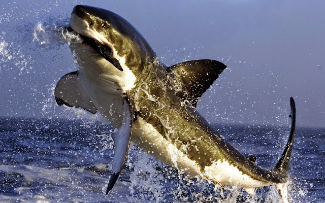 16762-Great White Shark Eating Seal Animal HD Wallpaperz