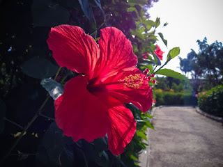 Sweet Red Flower Of Hibiscus Or Rose Mallow Blooming On The Side Of The Pathway In The Garden At The Village