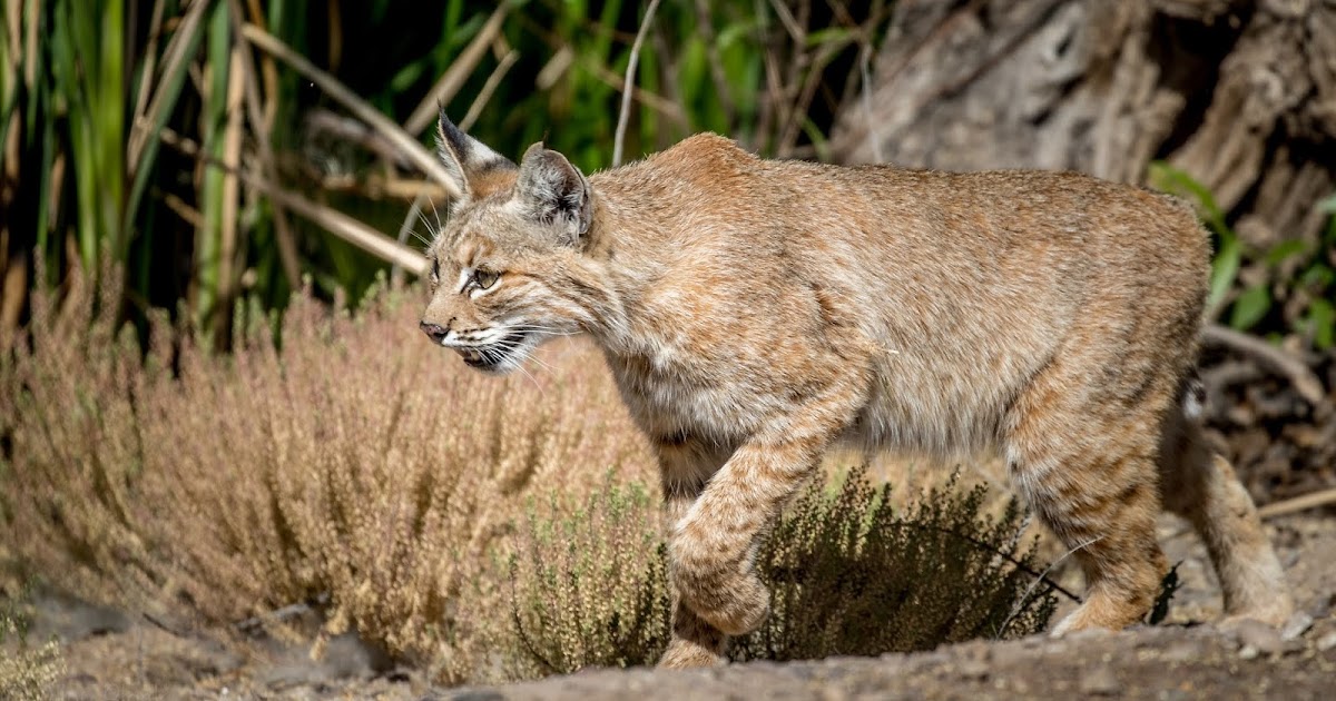 Feather Tailed Stories Bobcat (nonbird story)