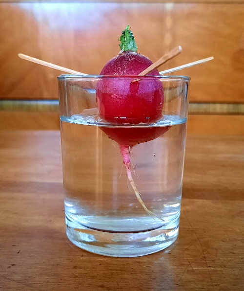 Kelly's Classroom Online How to Grow Radishes from Scraps