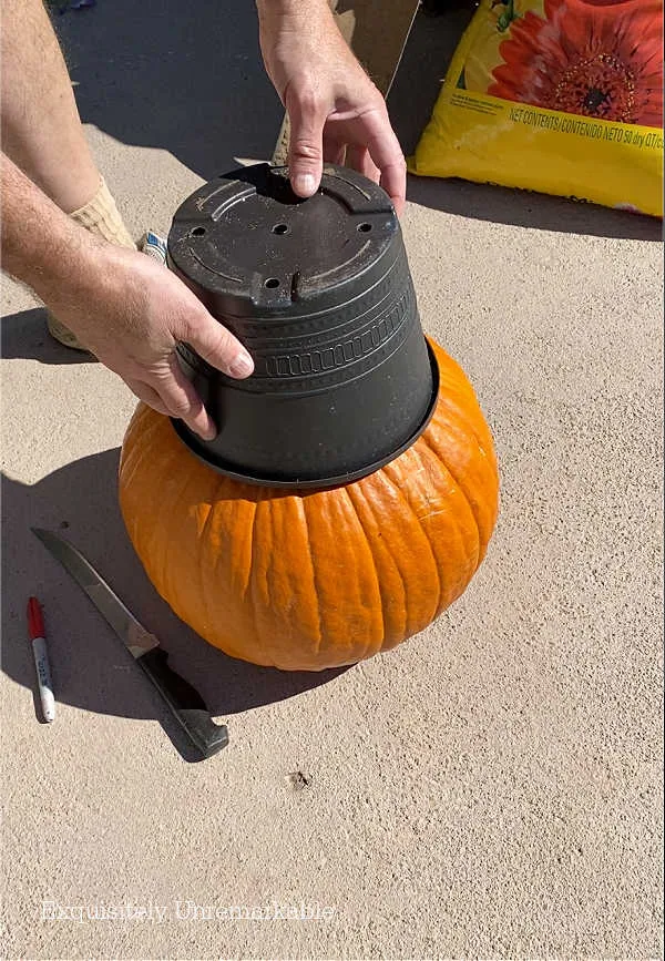 Using plant container as template For Cutting Pumpkin