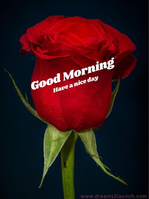 good morning images rose