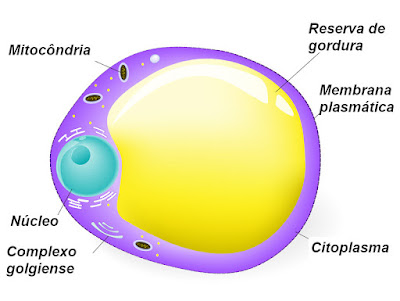 Gordura, tecido conjuntivo
