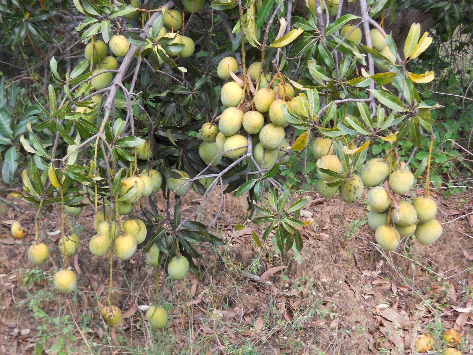 Mango Harvesting Method – Jayanthagrofarms