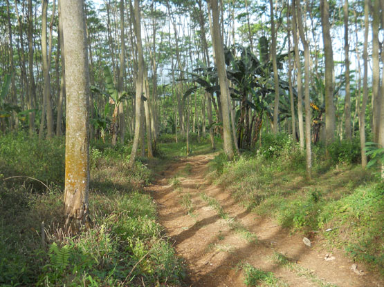 Pembangunan Hutan Rakyat Kemitraan | PETANI TANGGUH