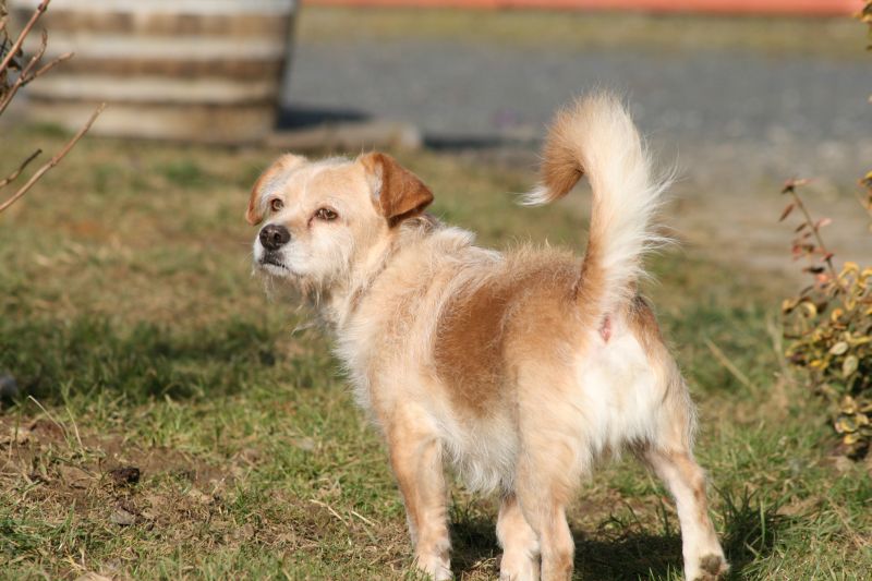 Hund Sucht Neues Zuhause