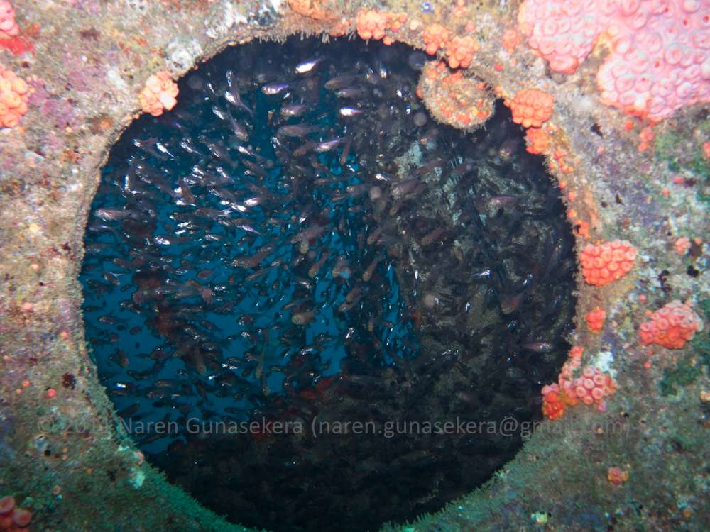 Off the beaten Track Underwater Life The last thing a glass fish sees