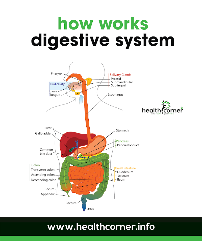 how works digestive system You should know.