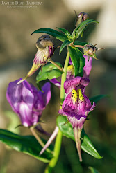 Bichos y plantas de León: Linaria triornithophora