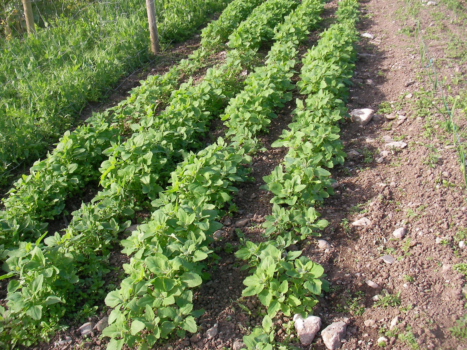 Brown Envelope Seeds Growing Quinoa Feedback please