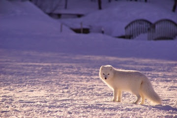 alt="zorro polar en su medio ambiente"