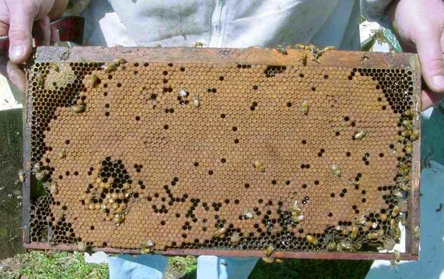 Купить пчелопакеты в Краснодарском крае. Как развивать пчелопакеты весной правильно. Впервые купили пчелопакеты. Оптимальное время для покупки пчелопакетов. Авито пчелопакеты краснодарский край