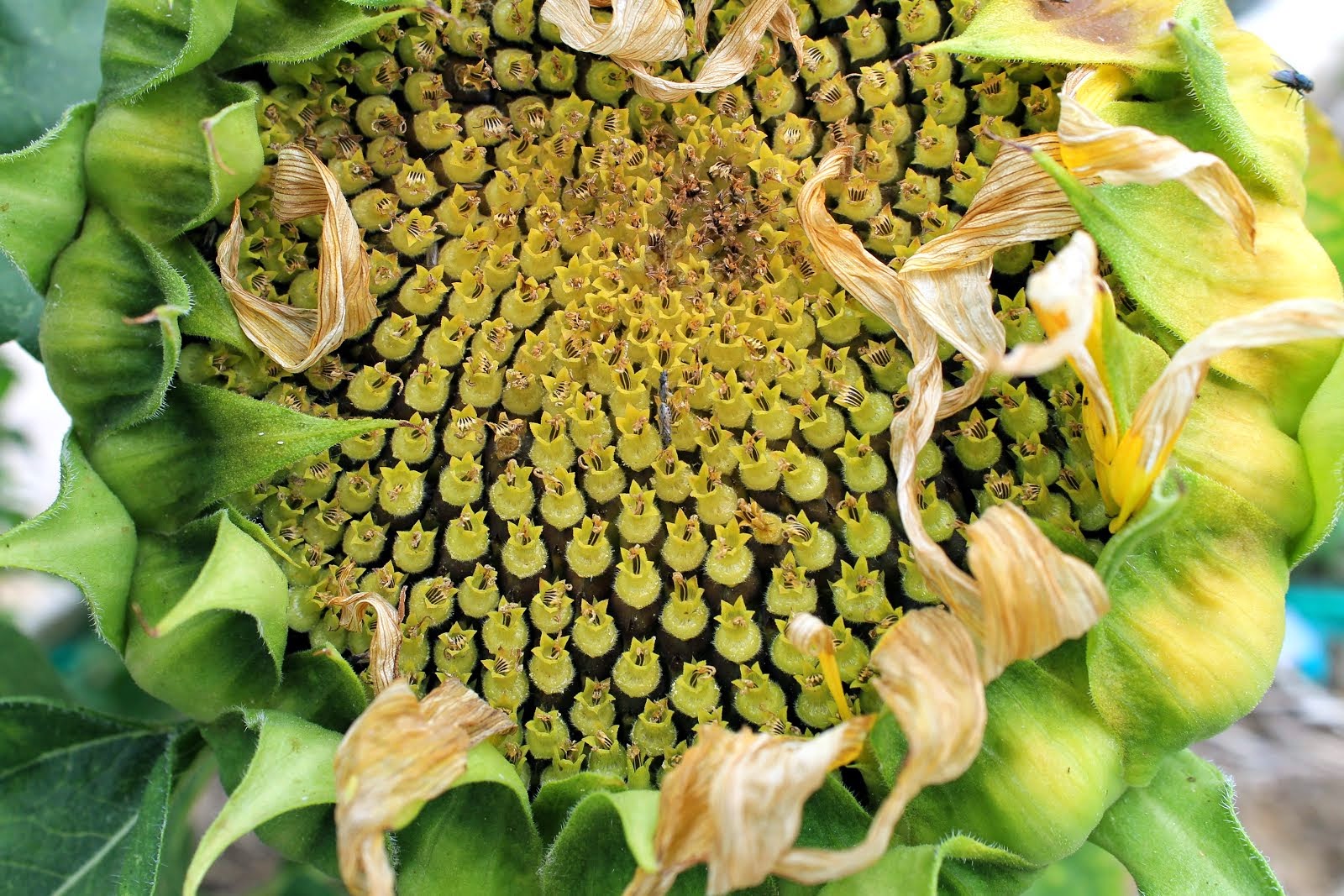 sunflower seed head