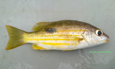 Ikan Kunyit Tompok