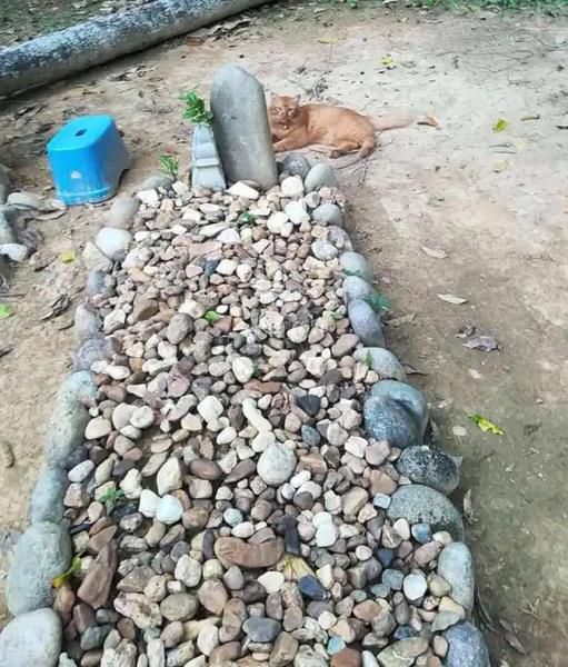 Sejak Hari Pertama Kematian Hingga Tahun Ke 2, Kucing Ini Selalu Setia Ziarahi Makam Tuannya