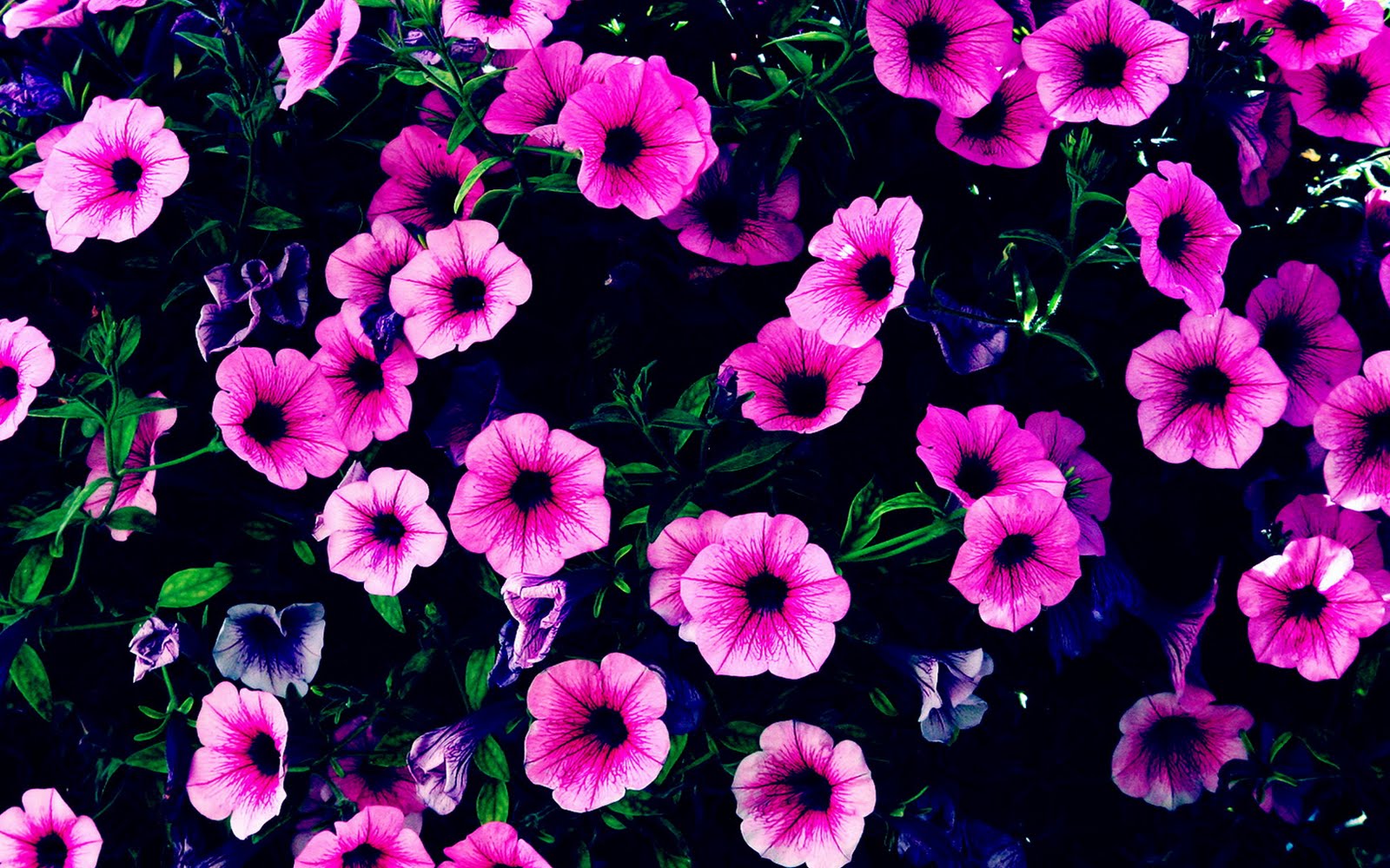 HD Desktop Wallpaper: purple flower hd
