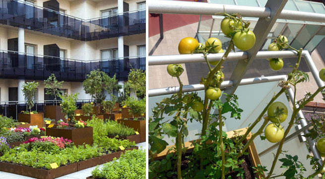 Marzua: Huertos urbanos en la cocina o el balcón