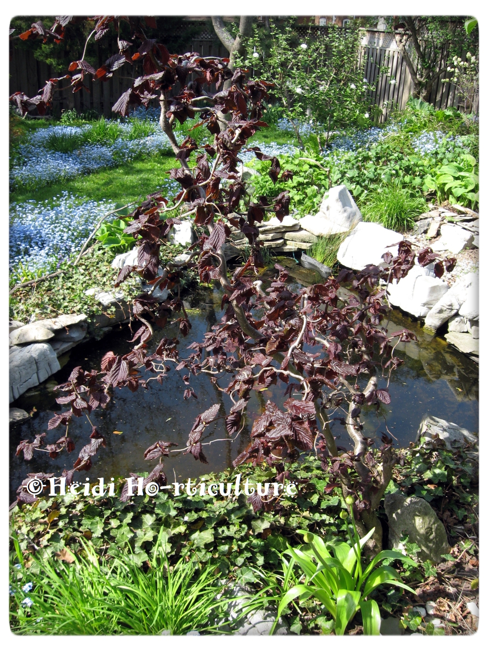 The Dusty Lane Containers Landscape And Arrangements Euonymus