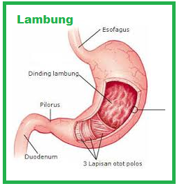 41+ Materi Organ Pencernaan Manusia Kelas 5 Sd Gif