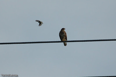 Aligot comú (Buteo buteo)