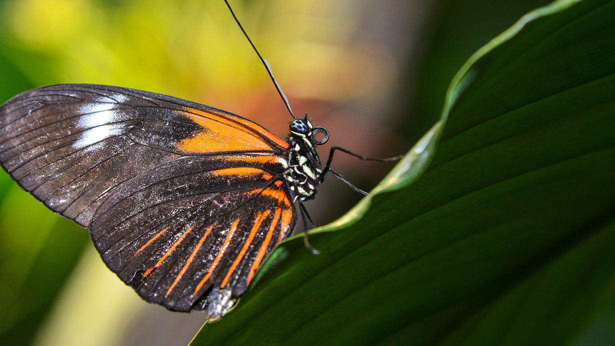 Butterfly Scientific Name,Butterfly history,Butterfly families