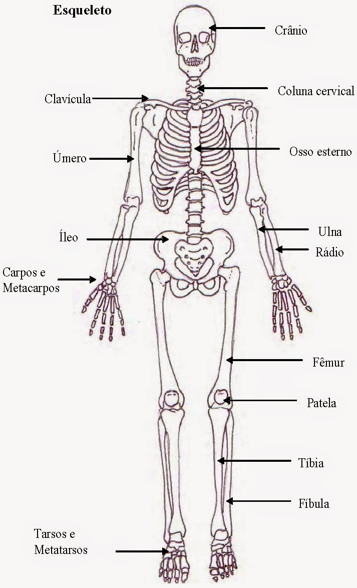 Bombeiroswaldo Esqueleto (ossos do corpo humano) Crânio Clavícula Úmero Íleo Carpos e Bombeiroswaldo Esqueleto (ossos do corpo humano) Crânio Clavícula Úmero Íleo Carpos e