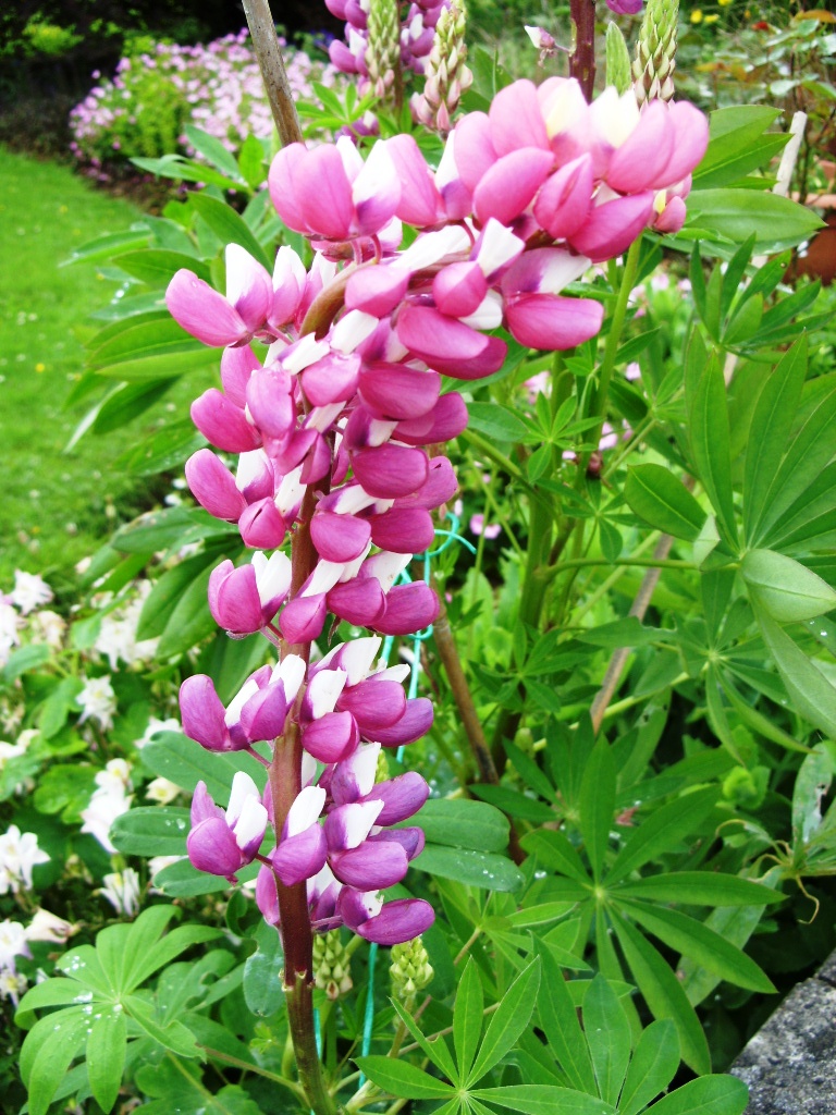 Kelli's Northern Ireland Garden End of June Flower Show