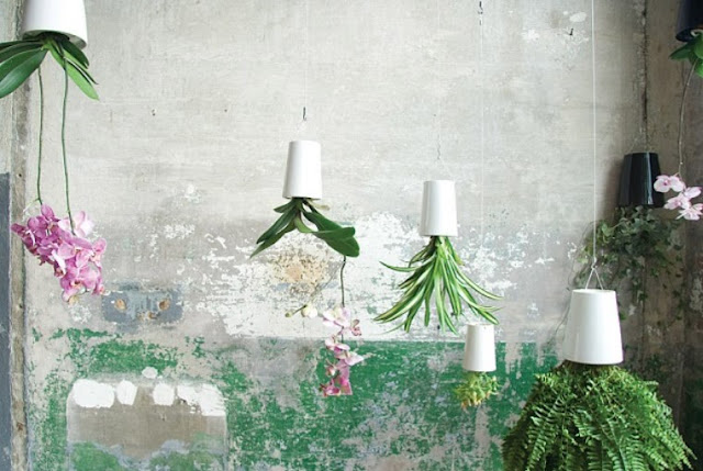plant pot display ideas
