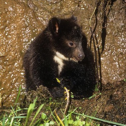 Kanguru Pohon Mbaiso Spesies Kanguru Yang Terancam Punah