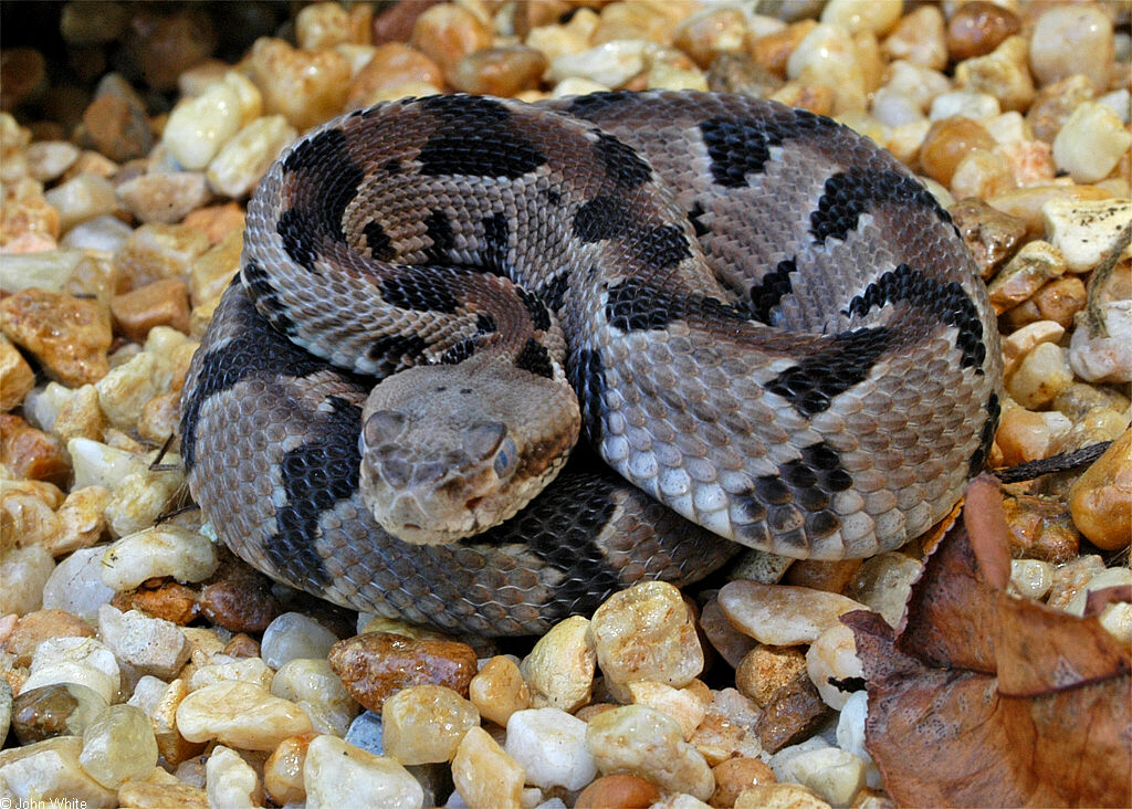 Snakes: Timber Rattlesnake
