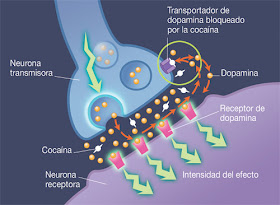 efectos-de-las-drogas-en-la-sinapsis-del-cerebro-tipos-de-drogas-y-sus