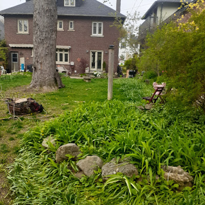 Toronto Lambton Baby Point New Pollinator Garden Before by Paul Jung Organic Gardening Services