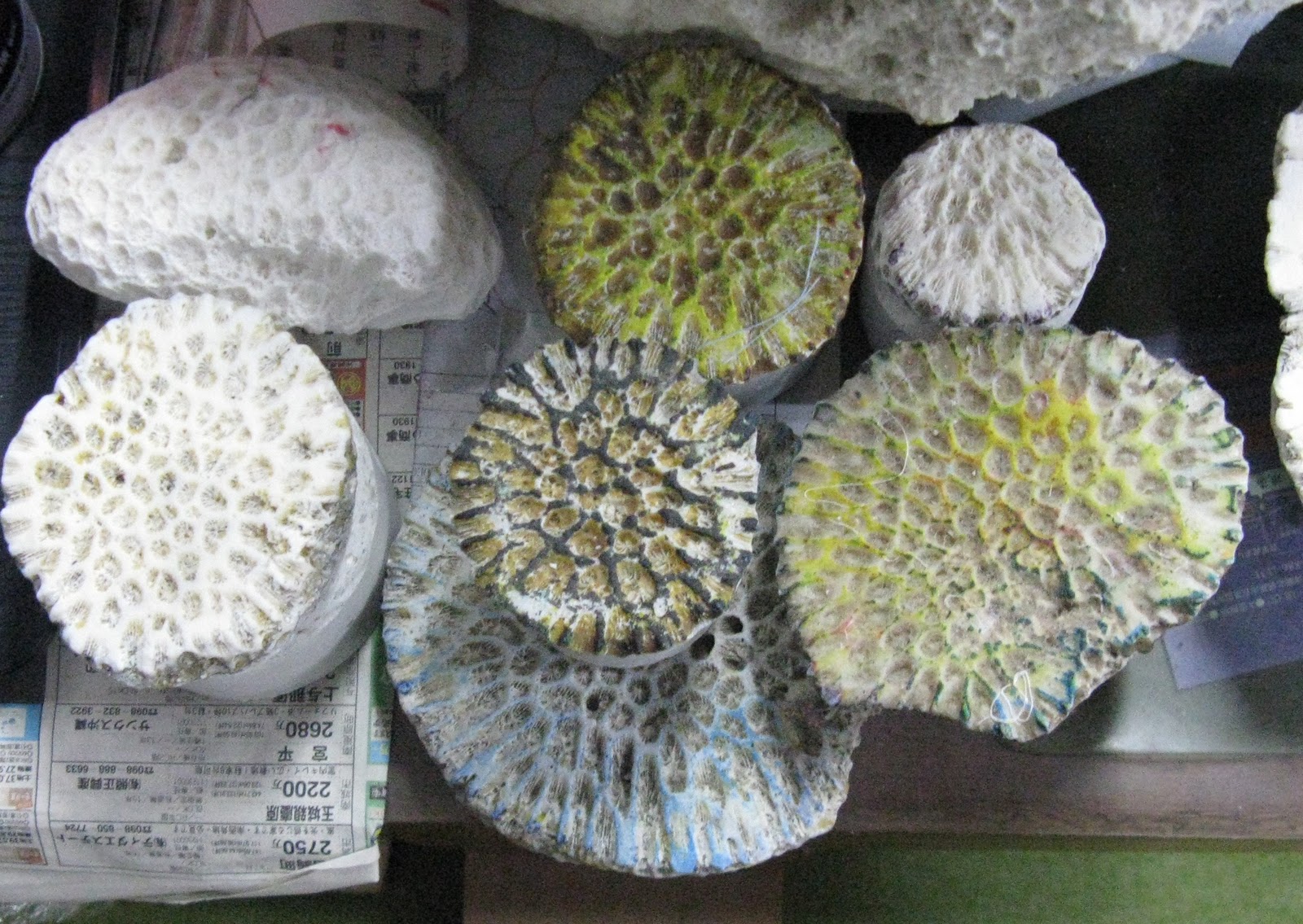 Purple Donsu OKINAWA (2) BINGATA