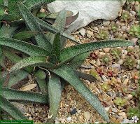 http://plantsgallery.blogspot.com/2014/02/gasteria-bicolor-gasteria.html