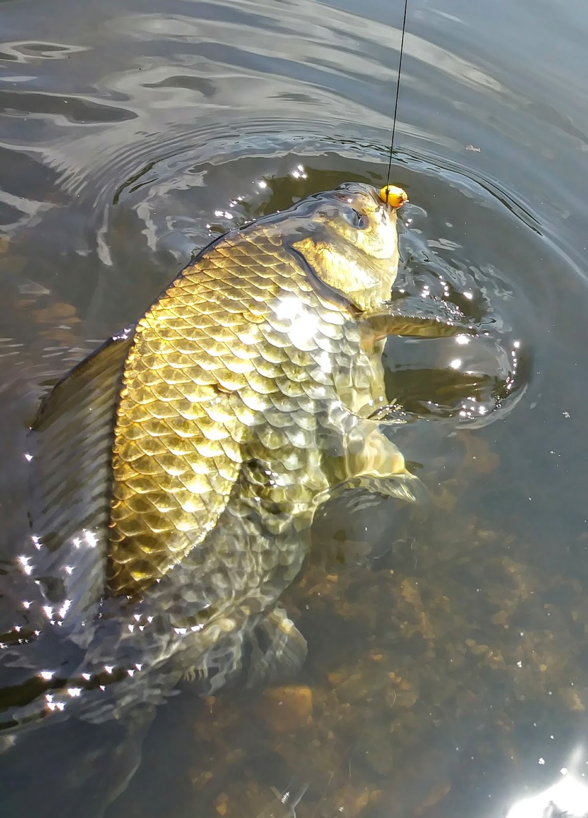 Rhode Island Carp Fishing Catch of the Day....Wild Hybrid Goldfish