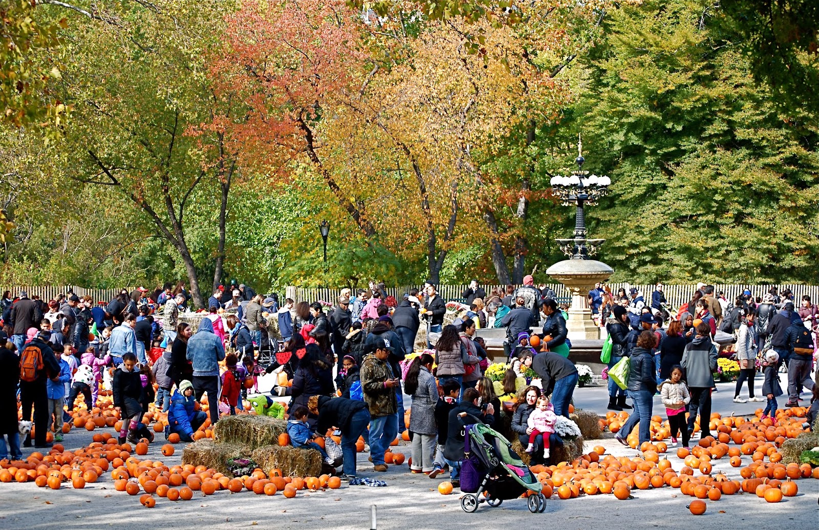 NYC ♥ NYC Pumpkin Patch in Central Park