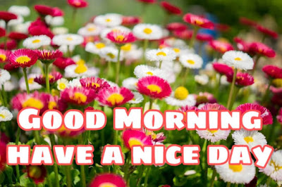Good morning flower images free download