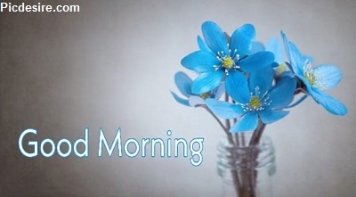 25+ Good morning wishes with Flowers Images 25+ Good morning wishes with Flowers Images