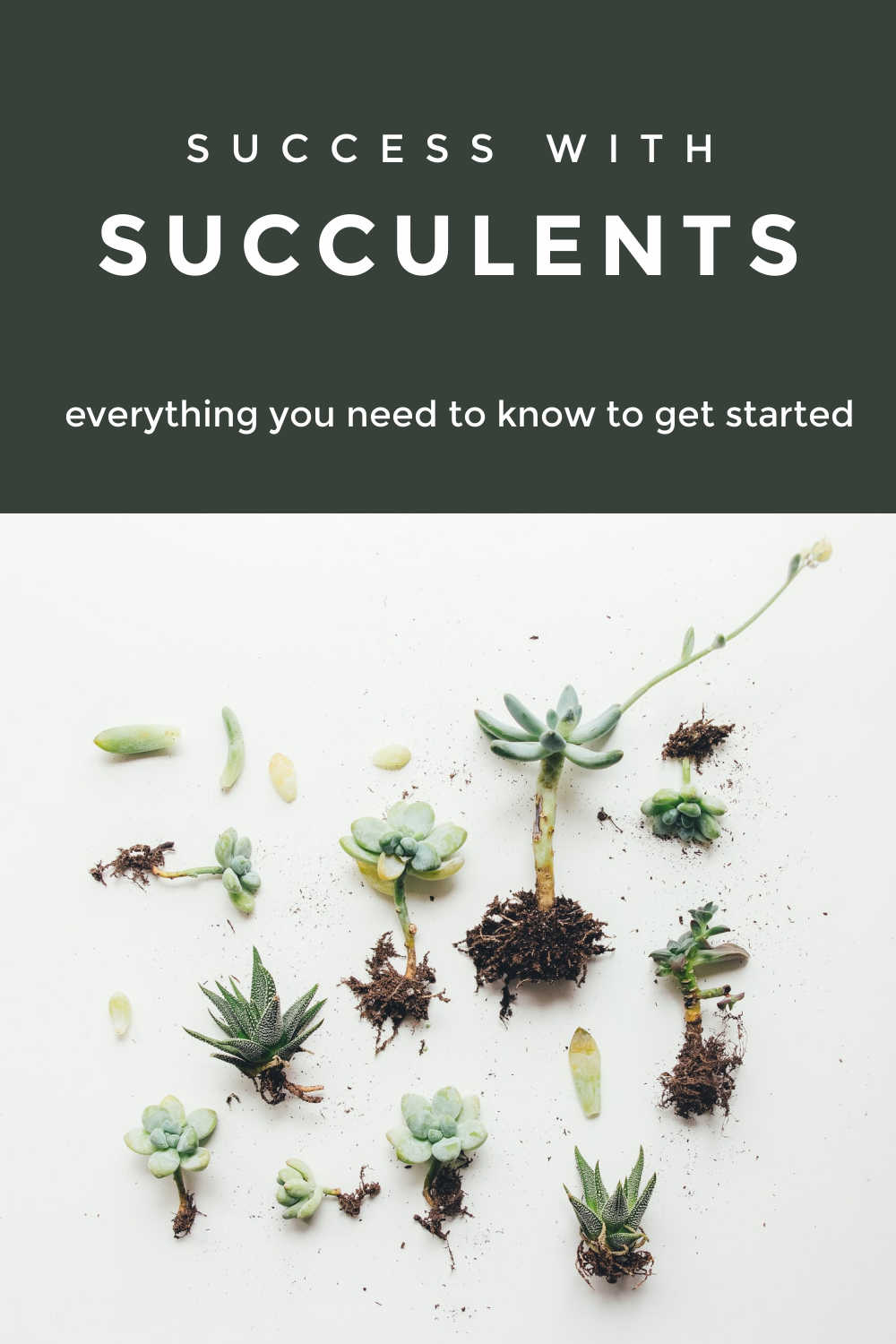 succulent success