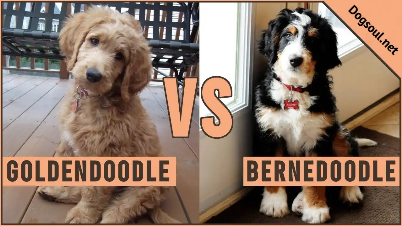 Bernedoodle vs Goldendoodle Full Breed Comparison