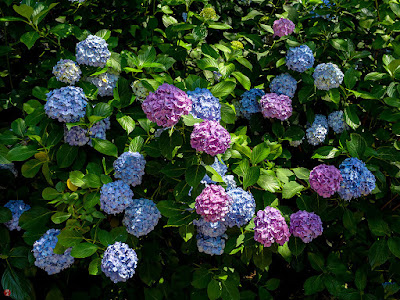 Ajisai (Hydrangea) flowers: Engaku-ji