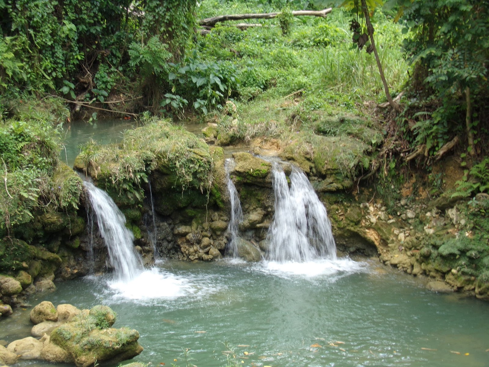 Island Butterfly Travelogue Breadnut Valley Falls